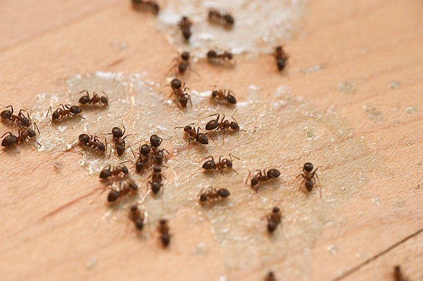 Best Exterminator Services  in Long Prairie, MN